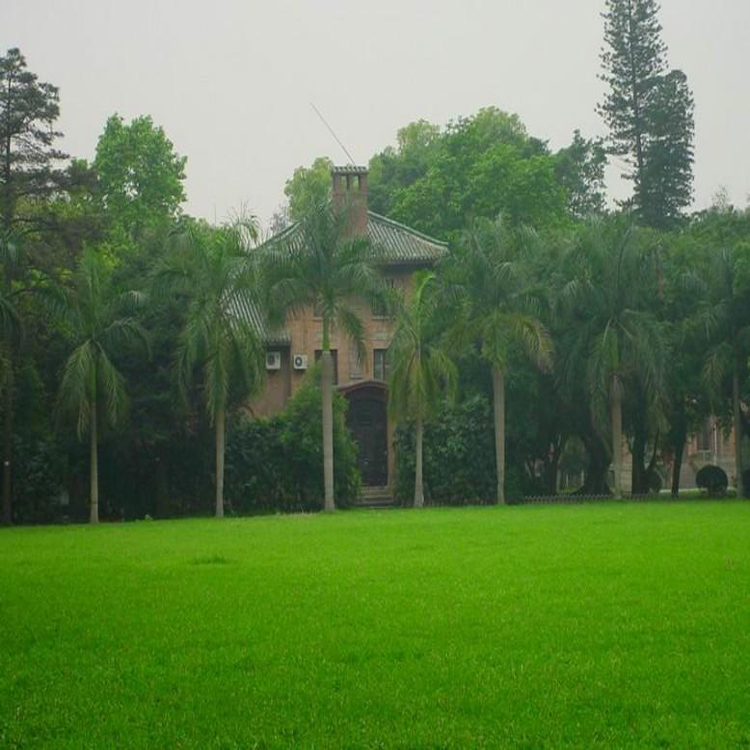 Garden Courtyard Project Slope Protection Manila Bread Ging Golf Four Seasons Green Tall Festuca Green Seed Grass Seed