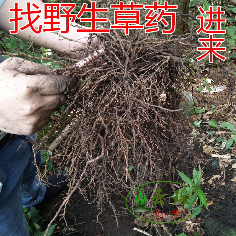 Yaoshan wild oxtail knot oxtail vegetable oxtail fern soil spring root seven floors Chinese herbal medicine 500g
