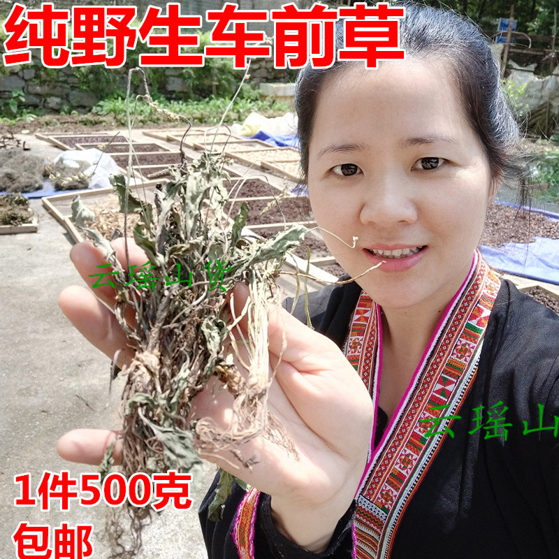 Plantain Wild 2021 Year Fresh Dried Whole Plantain Tea Herbal Herbs Dried Plantain 500g