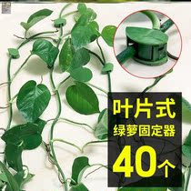 Green plant wall tool styling clip multifunctional tool clip orchid clasp household clip Wall