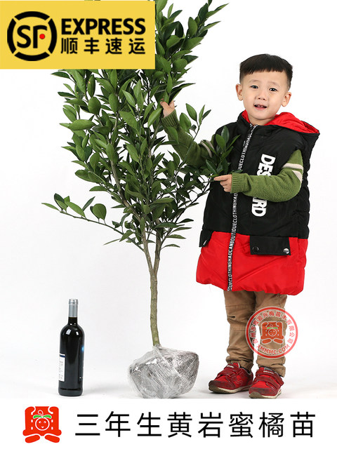 2-year-old grafted authentic Huangyan tangerine tangerine tangerine citrus garden plant potted transplant seedling transplant seedling