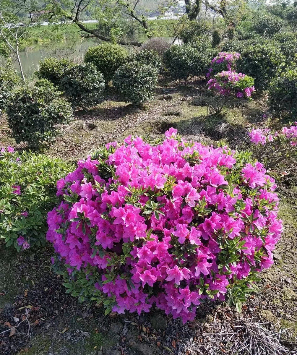毛杜鹃四季常青庭院绿化苗木映山红毛鹃苗花坛耐寒好养毛娟苗花卉-阿里巴巴