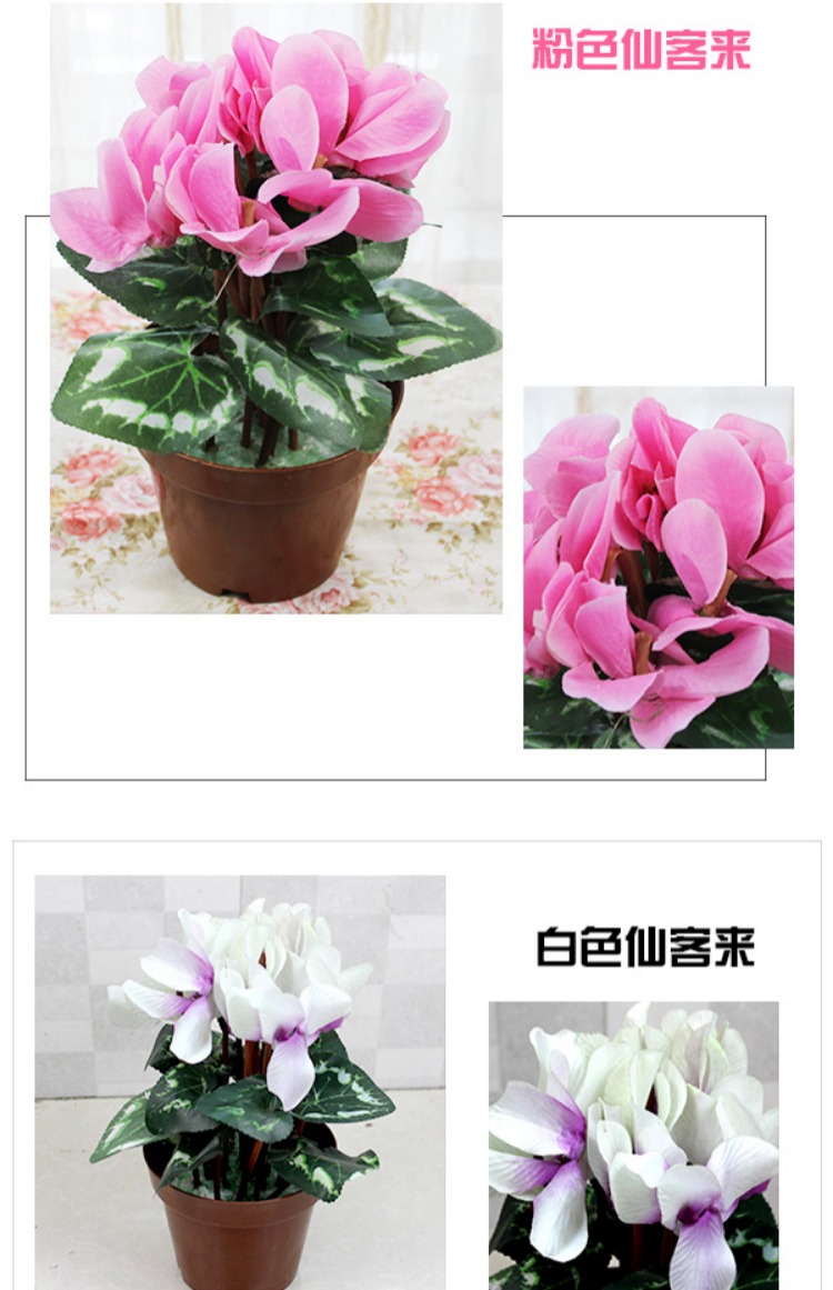 Cyclamen mô phỏng cây xanh trồng hoa trang trí chậu hoa giả hoa chống thực trang trí phòng khách nhựa cây xanh - Hoa nhân tạo / Cây / Trái cây bình hoa hồng giả đẹp