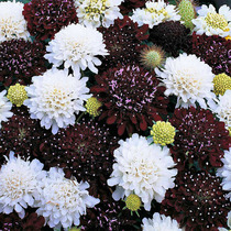 Xia Xia flower shop * TM * New Product wheel peak chrysanthemum imported flower seed balcony easy to plant four seasons sown easy to live flower potted