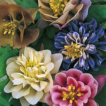 Xia Xia flower shop * TM New Product * double petal kucalus imported flower seeds perennial Four Seasons outdoor cold-resistant flowers