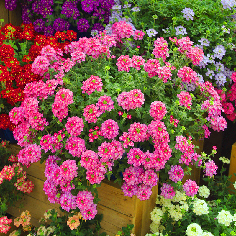 Summer flower shop * Pan-American * Beauty cherry imported flower seed resistant to cold and drought resistant and heat-resistant for many years