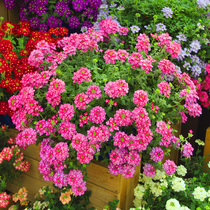 Xia Xia flower shop * Pan American * beautiful girl Cherry imported flower seeds cold-resistant drought-resistant heat-resistant perennial hanging four seasons