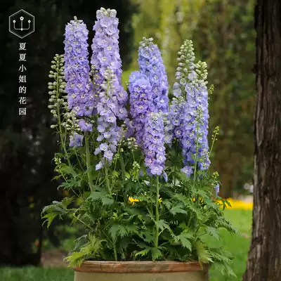 夏夏花園 美國保爾進口大花飛燕草種子耐寒花種盆栽切花易種植物