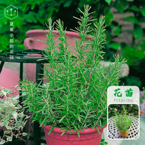 Miss Xia Xia Xias Garden * Rosemary potted plant cold and drought-resistant plant balcony green plant indoor flower HM