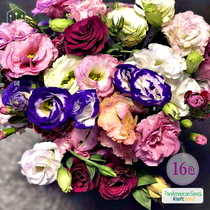 Xia Xia flower shop * Alina * ABC * bellflower double cut flowers imported flower seeds four seasons sowing indoor easy to live