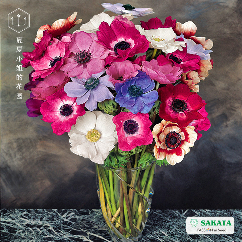 Japan Sakata * Harmonious silver lotus imports flower seeds Four Seasons to sow long purified air flowers