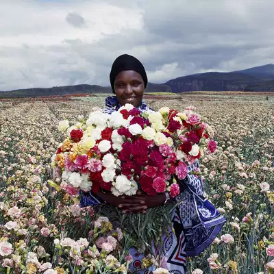夏夏花店 Tm 新品 切花康乃馨易活四季种进口重瓣大花石竹花种子