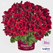 Syngenta New original geranium imported flower seeds Four-season species flowering indoor potted easy-to-live flowers