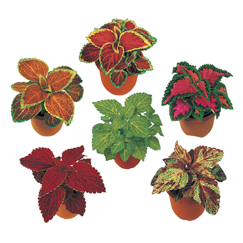 Japan's Sakata* route coleus imported flower seeds color foliage plants four seasons indoor easy living