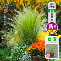 Miss Xia Xia Xias florist * imported 1-generation planting Stipa horsetail seedlings heat-resistant and drought-tolerant garden plant HM