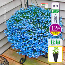 (Autumn New) Imported planting six Beili Cui butterfly flower seedling explosion pot balcony potted plant cold-resistant and easy-to-live flower HM