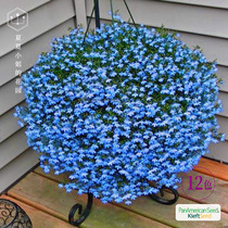 Summer Summer Garden * Pan-American * Imported six-fold lobelia starry green butterfly flower seeds four seasons indoor easy to live