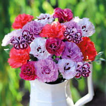 Japan sakata * Leiguo Carnation imported flower seeds double petal Carnation indoor Four Seasons easy to live flowers