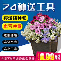 Miss Xias flower shop * T7 Spring summer autumn and winter four seasons sowing flower seeds flowering potted plant set package
