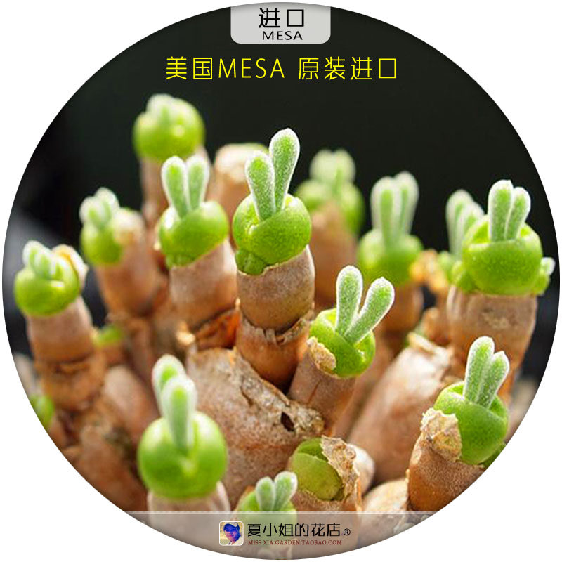 U.S. MESA imports blue halo bunny rabbit succulent plant flower seeds rare rabbit ears