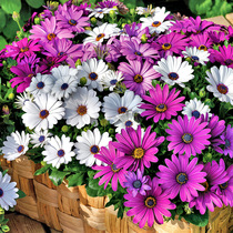 South African marigold flower flower seeds green plant indoor potted plant balcony Four Seasons planting summer sowing autumn and winter sowing