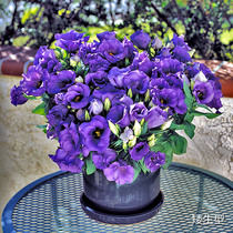 American Pan American * Florida * Sapphire Eustunia imported flower seeds dwarf Rod indoor potted plant easy to live