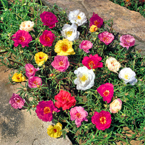 Sunflower Pine Leaf peony Barbata sedum sedum succulent plant potted flower seeds novice four seasons planting easy-to-live flowers