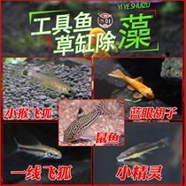 Green Moor tools fish algae rat fish eat small clean fish monkey scavenger golden blue-eyed beard