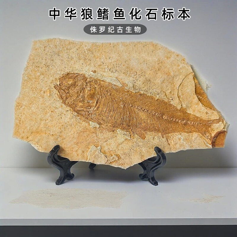 Premium Liaohe Jurassic Paleontology Wolffin Fish Fossil Specimen Raw Stone Children's Geology Science Gift Ornament