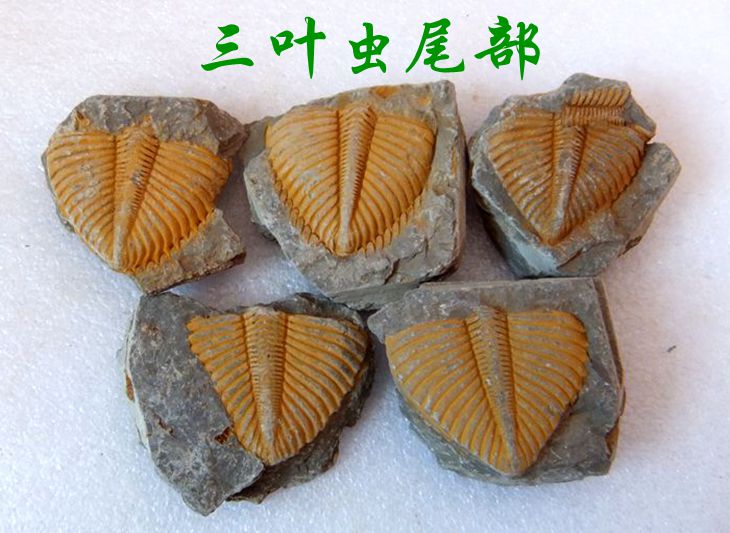 Natural Xiangxi trilobite fossil tail crown worm Zhang's worm wolf fin fish insect paleontological fossil 7777
