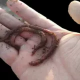 Земля дождевой червь