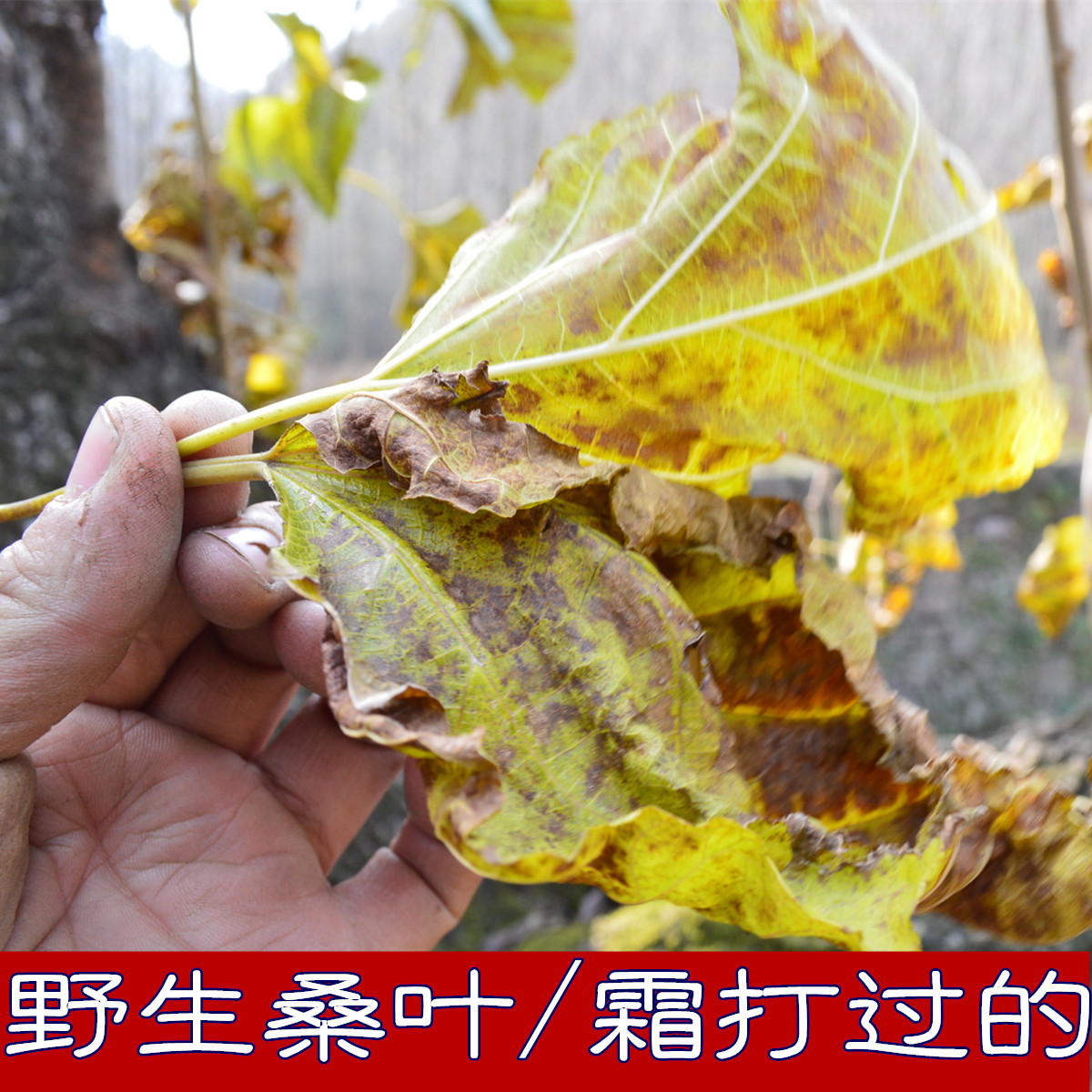 Frost sauna leaf wild winter sauna leaf deep mountain picking non - cultivated sauna leaf after the sauna leaf - 250g