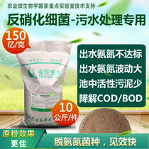 Denitrifying bacteria nitrifying bacteria sewage treatment ammonia nitrogen COD BOD anaerobic microbial agent sludge