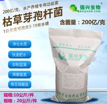 20 billion Bacillus subtilis aquatic fodder growing dedicated of blue-green algae from the degradation of ammonia nitrogen drop nitrite