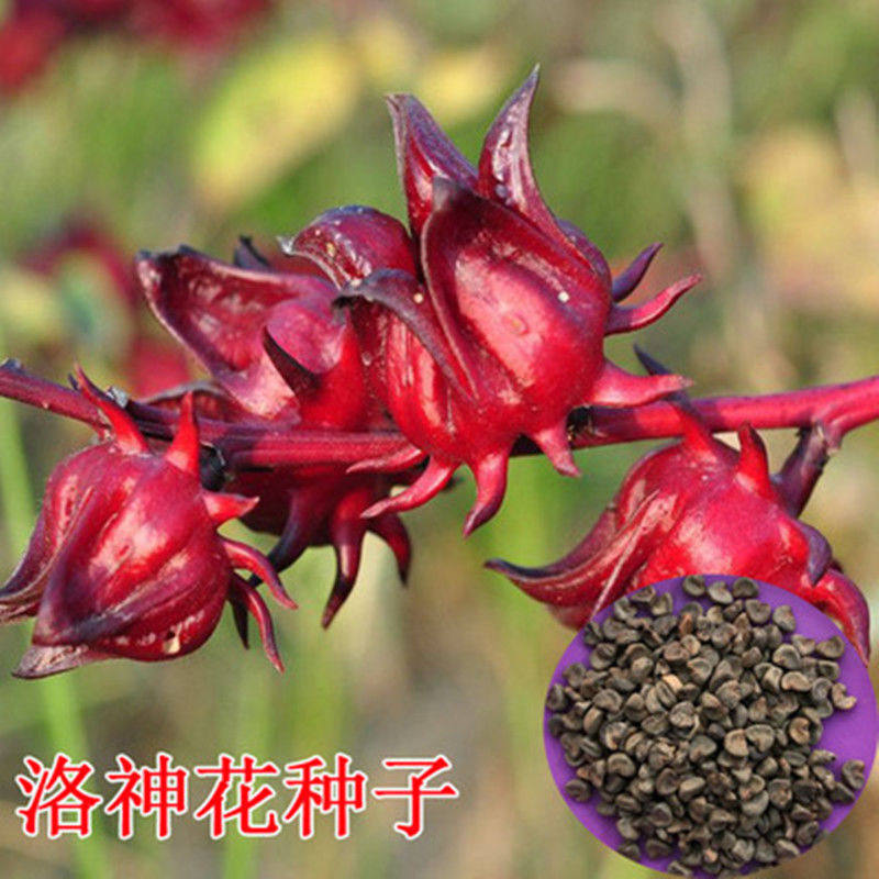 Roselle seeds edible red peach K seeds roselle herbal tea seeds four seasons easy to plant potted plants 50g