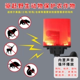 Испуганная свинья управляет зверя