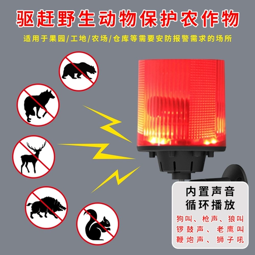 Испуганная свинья управляет зверя