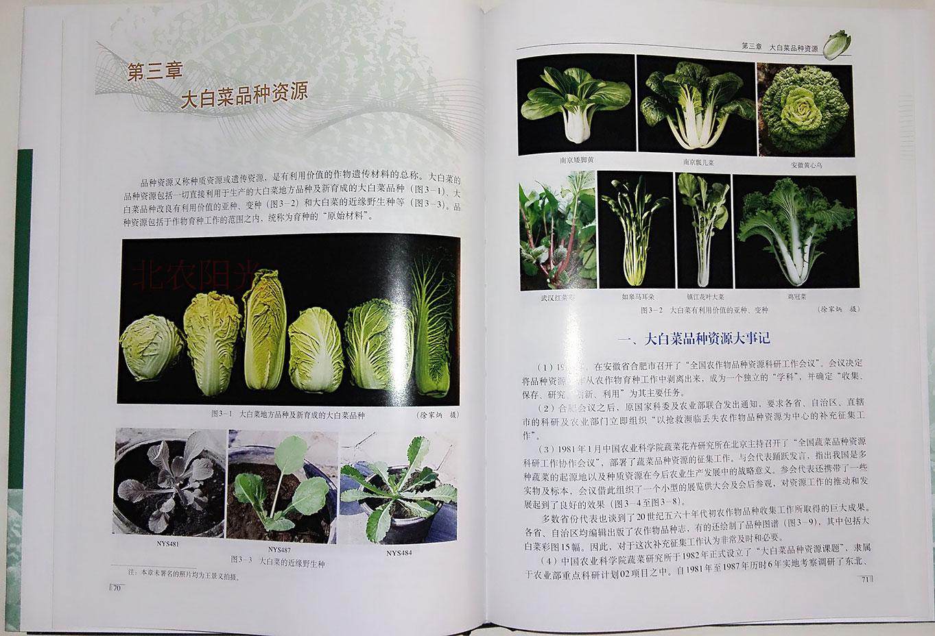 中国大白菜图鉴徐家炳等编白菜种植书籍白菜生产书籍大白菜图鉴中国农业出版社