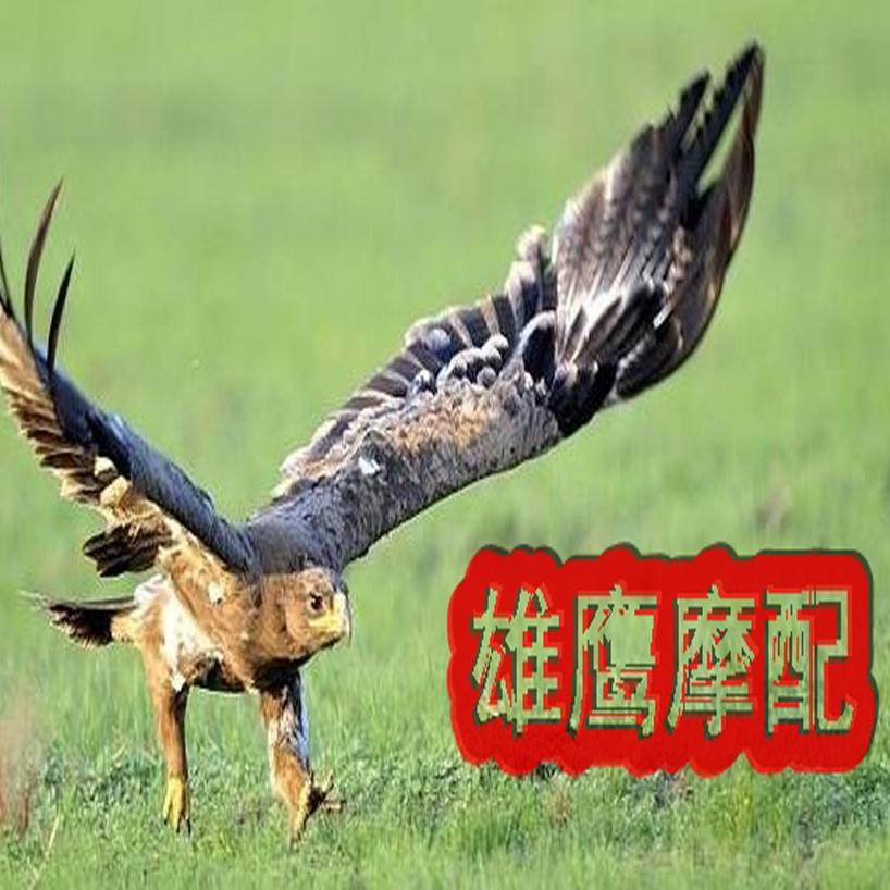 常州雄鹰摩配的LOGO