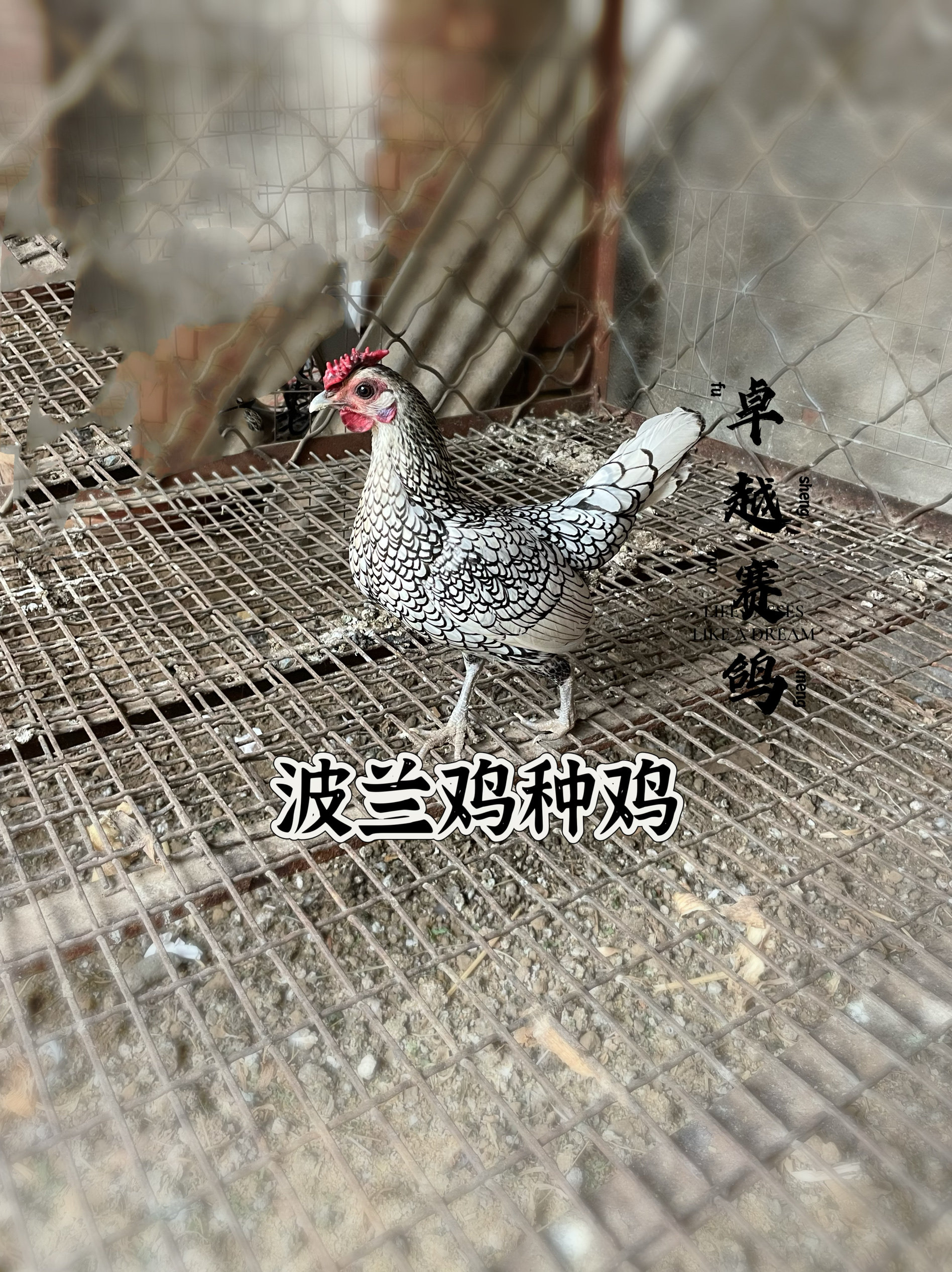 波兰鸡种蛋：双冠魅力，孵化梦想的开始！ -宠物鸡-淘宝好物网