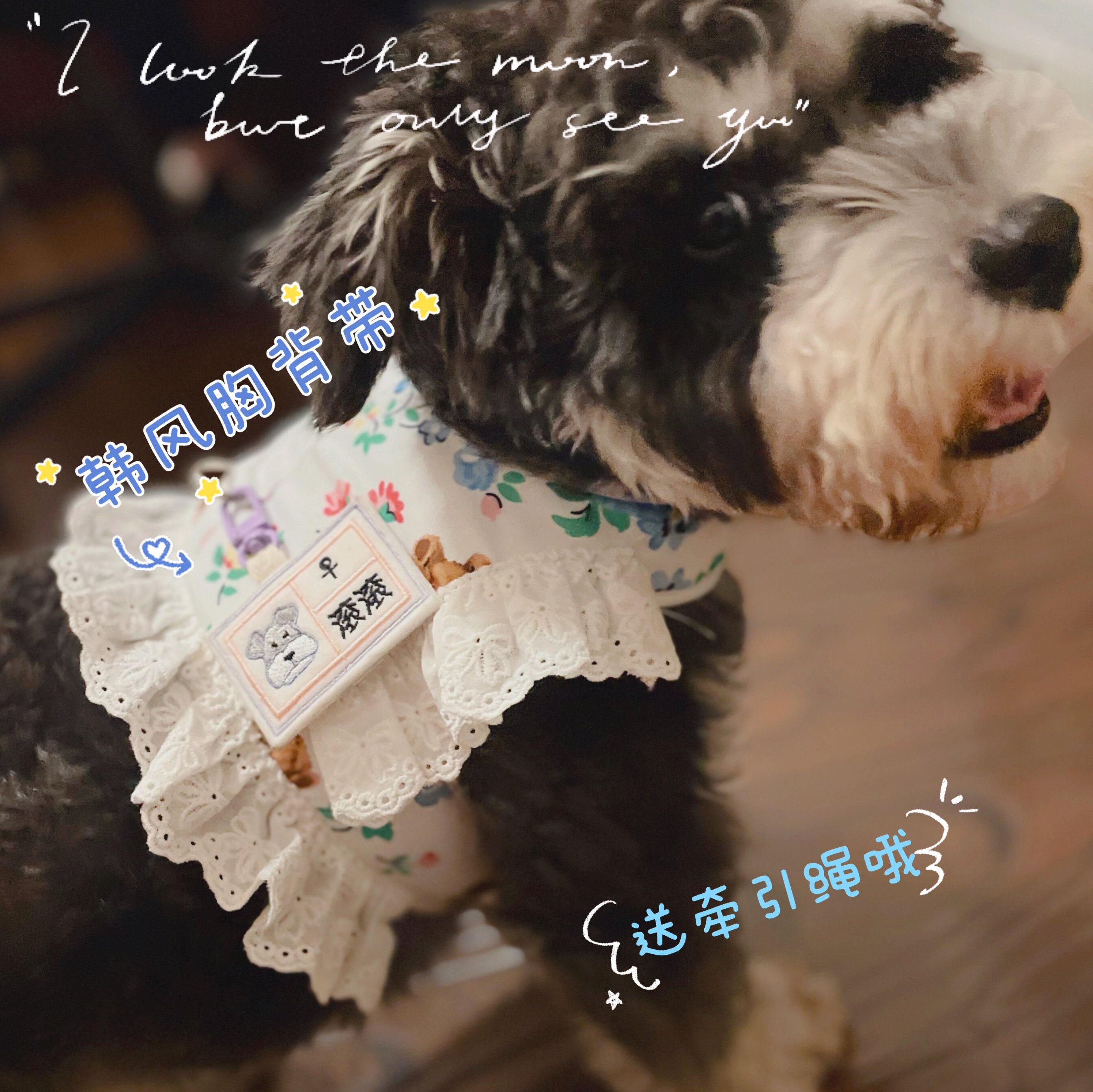 2021 Autumn Winter New South Korea Dog Bibear Small Dog Overdraft Breast Pocket Marzis Pet Traction Rope