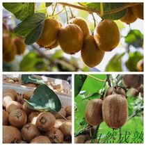 Zhengzong Season Fruits Shaanxi Eyebrow County Xu Xiangkiwi 5 catties 9 catty September Shipping