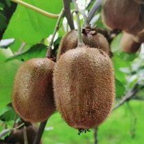 Zhengzong Season Fruits Shaanxi Eyebrow County Xu Xiangkiwi 5 catties 9 catty September Shipping