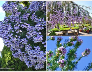 Южная Африка Шорта Перья бобов, Семена хлоропсиса Psoralea pinnata подходят для новичка