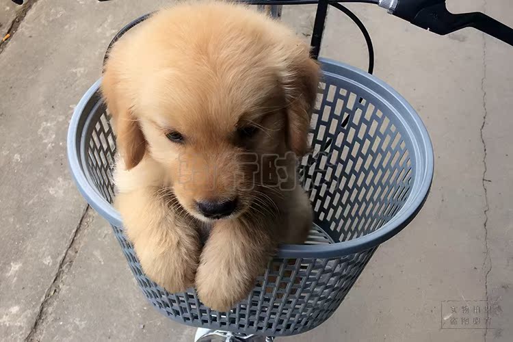 Panier pour vélo en plastique - Ref 2268017 Image 8