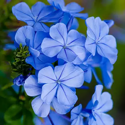 Lollipop blue snowflake potted snowflake climbing vine perennial three-season flowering garden balcony novice heat-resistant good maintenance