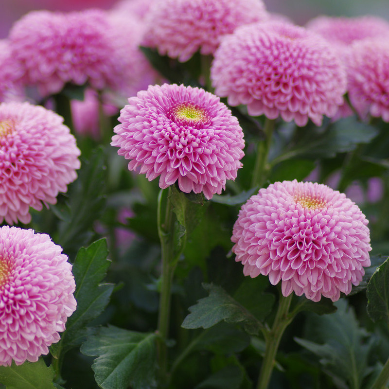 Хризантема для пинг-понга 3.jpg