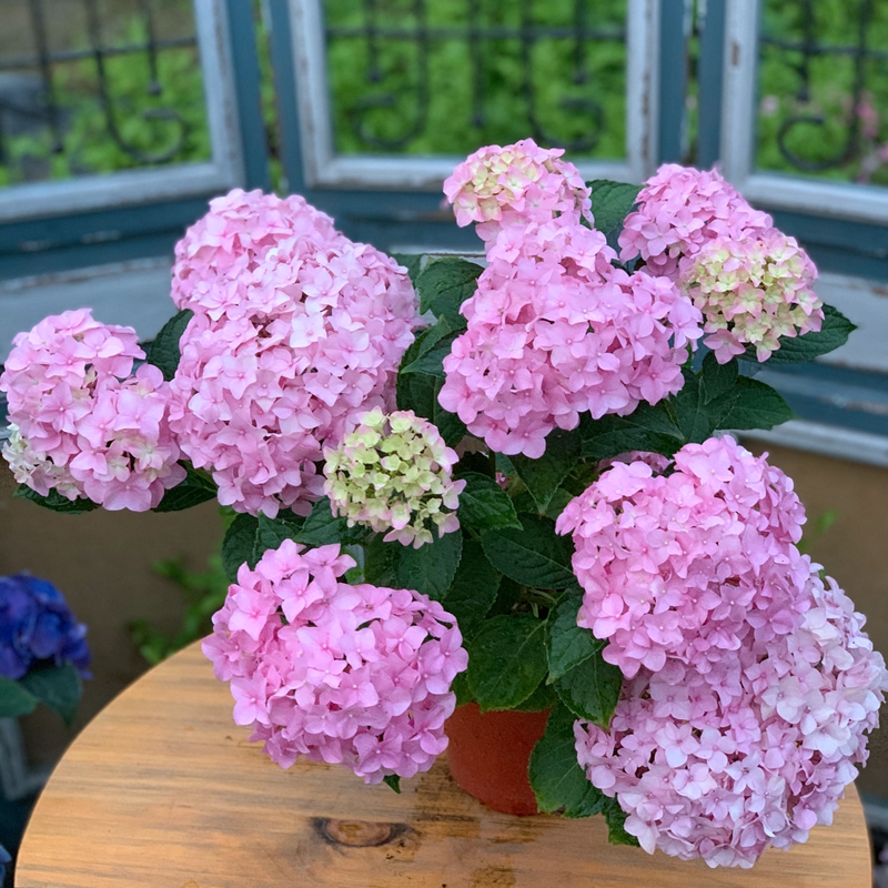 绣球进口无尽夏丽娜紫阳花八仙花花园露天地栽宿根带土发货