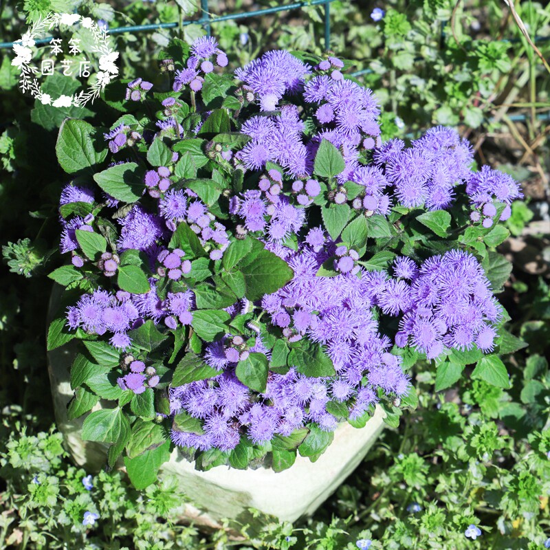 Huoxiang Zoom 02.jpg