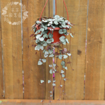 Love Manjin beautiful hanging Plant Succulent plant potted plant with soil basin delivery roof balcony